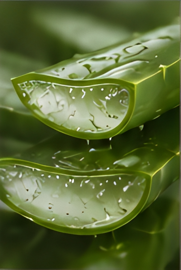 Aloe vera leaves with gel
