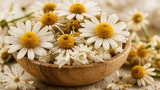 CHAMOMILE