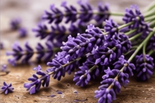 LAVENDER 