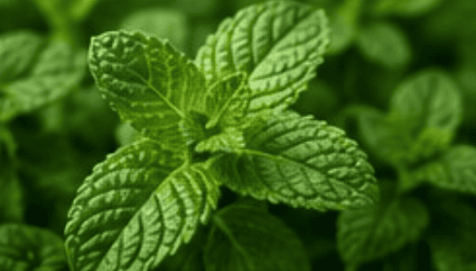PEPPERMINT 